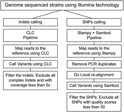 Genomic Comparison Among Global Isolates of L. interrogans Serovars Copenhageni and Icterohaemorrhagiae Identified Natural Genetic Variation Caused by an Indel